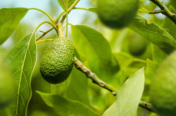 Awokado (Persea americana)