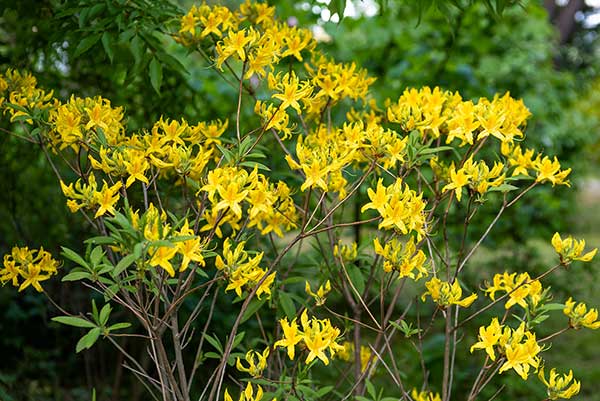 Różanecznik żółty, azalia pontyjska (Rhododendron luteum)