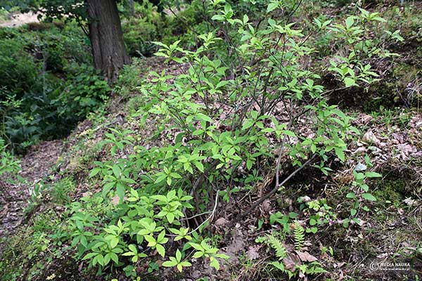 Azalia Vasey'a (Rhododendron vaseyi)