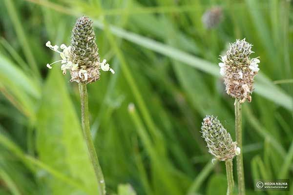 Babka lancetowata (Plantago lanceolata)