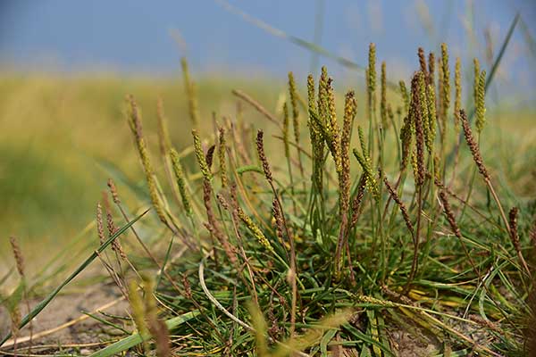 Babka nadmorska (Plantago maritima)