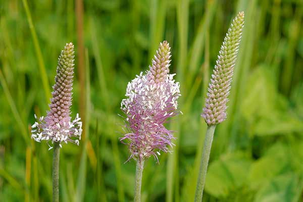 Babka średnia (Plantago media)