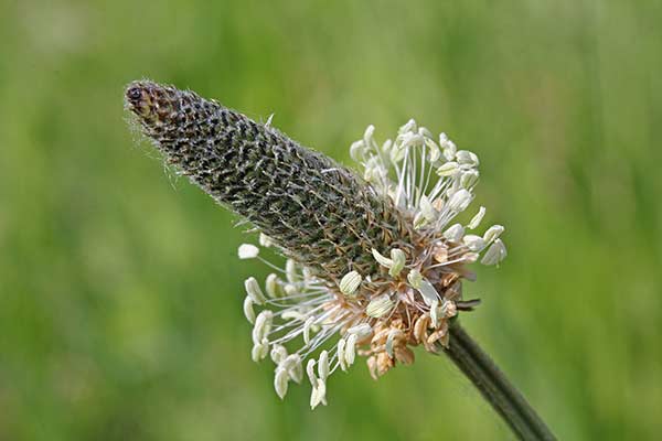Babka wyniosła (Plantago altissima)