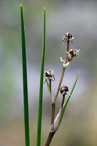 Bagnica torfowa (Scheuchzieria palustris)