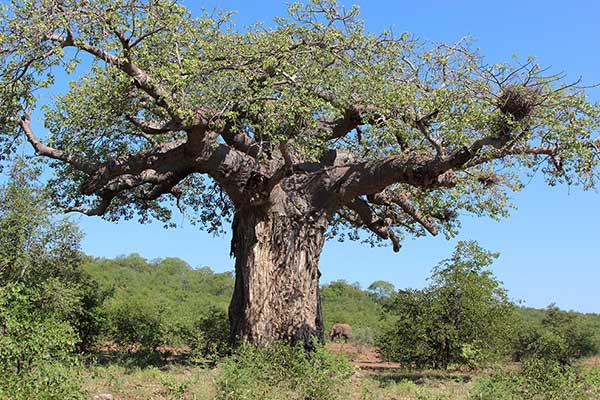 Baobab afrykański, baobab właściwy (Adansonia digitata)