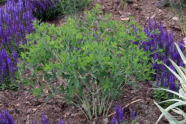 Baptysja błękitna, barwnica błękitna (Baptisia australis)