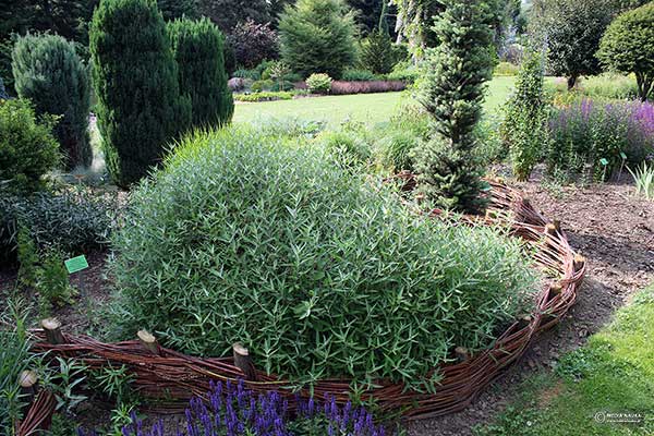 Barbula klandońska (Caryopteris ×clandonensis)