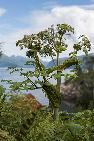 Barszcz zwyczajny (Heracleum sphondylium)