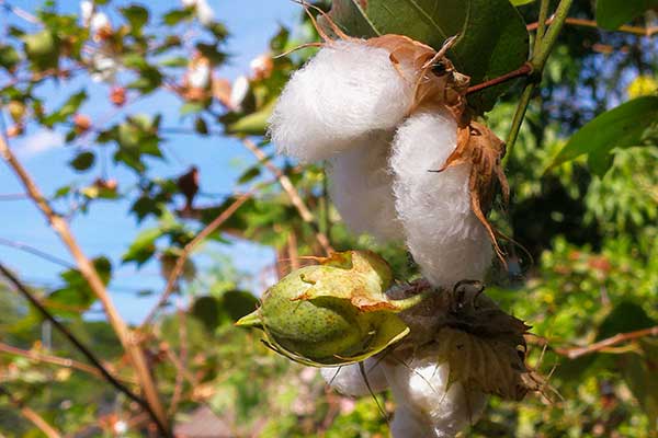 Bawełna kosmata (Gossypium hirsutum)