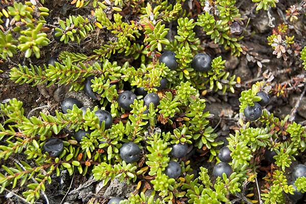 Bażyna czarna (Empetrum nigrum)