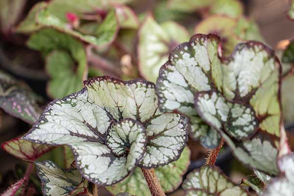 Begonia królewska (Begonia rex)