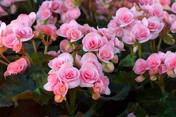 Begonia © NinelittlePhoto – stock.adobe.co Begonia