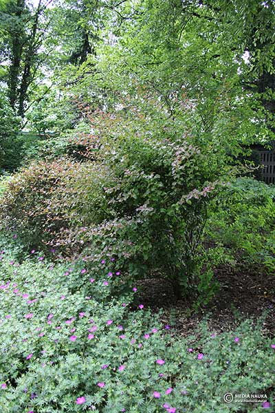 Berberys Chopina (Berberis ×chopinii)