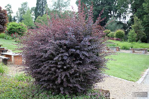 Berberys ottawski (Berberis ×ottawensis)