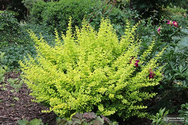 Berberys Thunberga (Berberis thunbergii)