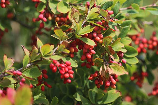 Berberys zwyczajny (Berberis vulgaris)