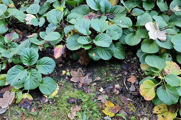 Bergenia, badan © Krzysztof Trawiński Bergenia, badan
