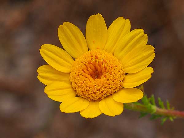 Bertram promienisty (Anacyclus radiatus)