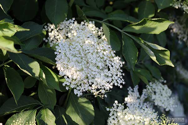 Bez czarny (Sambucus nigra)