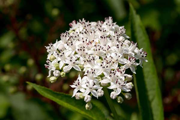 Dziki bez hebd, bez hebd (Sambucus ebulus)