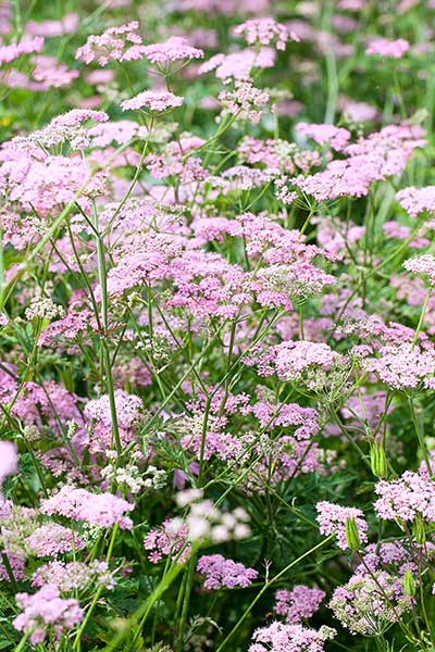 Biedrzeniec wielki (Pimpinella major)