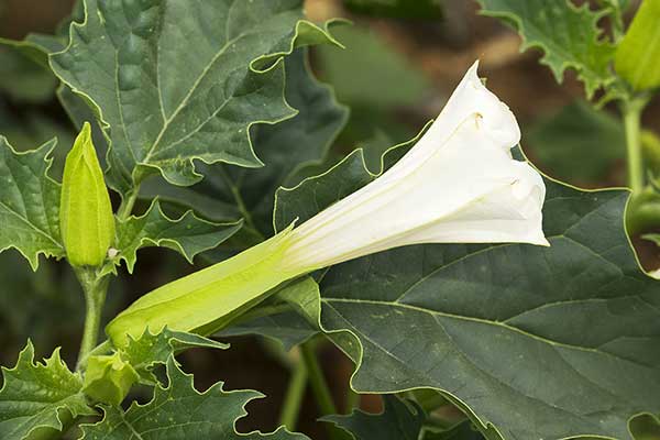 Bieluń dziędzierzawa (Datura stramonium)