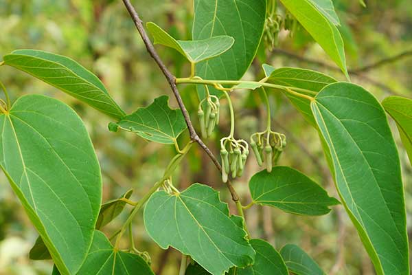 Alangium © Montree – stock.adobe.c Alangium
