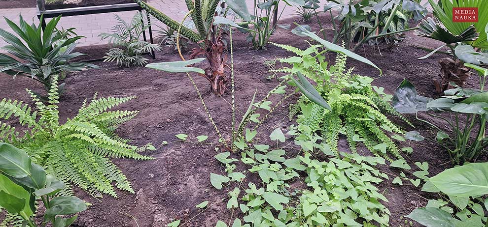alokazja pasiasta (Alocasia zebrina)