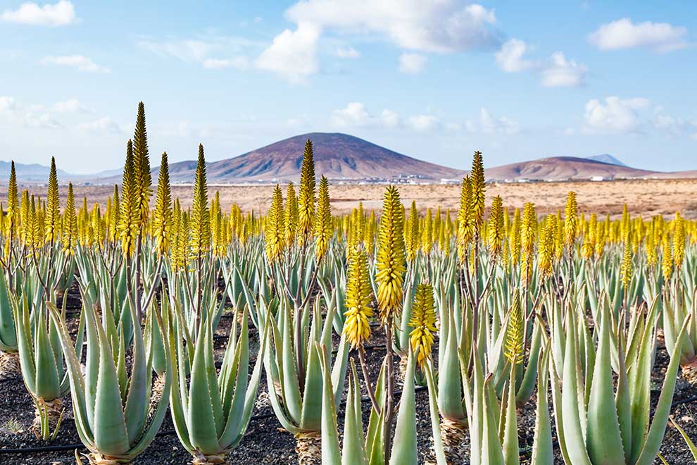 aloes zwyczajny (Aloe vera)