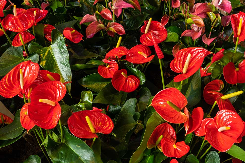 anturium Scherzera (Anthurium scherzerianum)