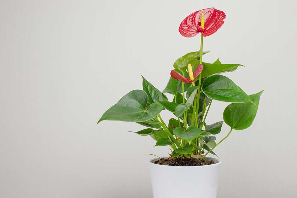 anturium Scherzera (Anthurium scherzerianum)