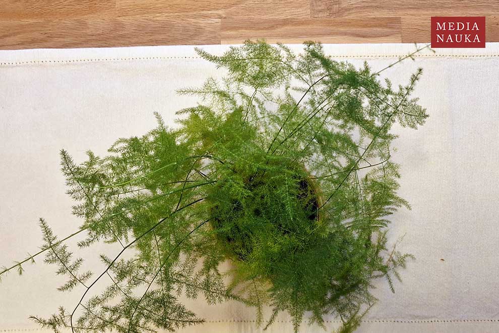 szparag włosowaty, szparag pierzasty (Asparagus setaceus)