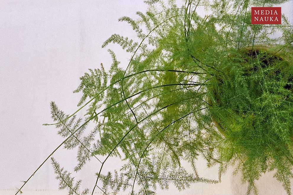 szparag włosowaty, szparag pierzasty (Asparagus setaceus)