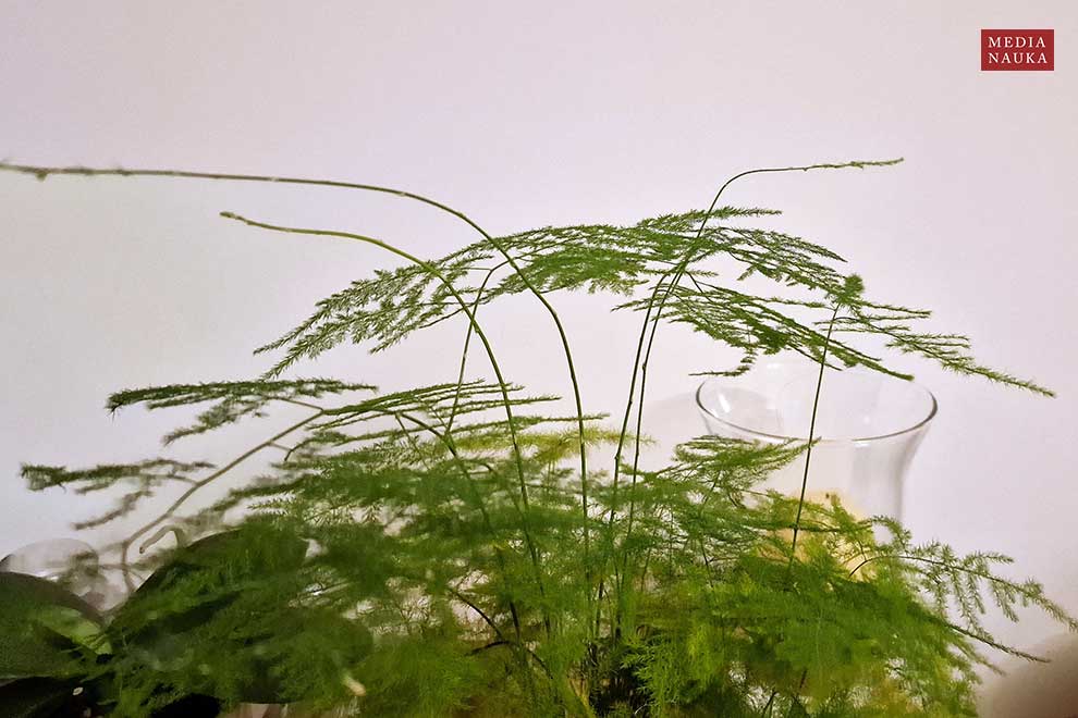 szparag włosowaty, szparag pierzasty (Asparagus setaceus)