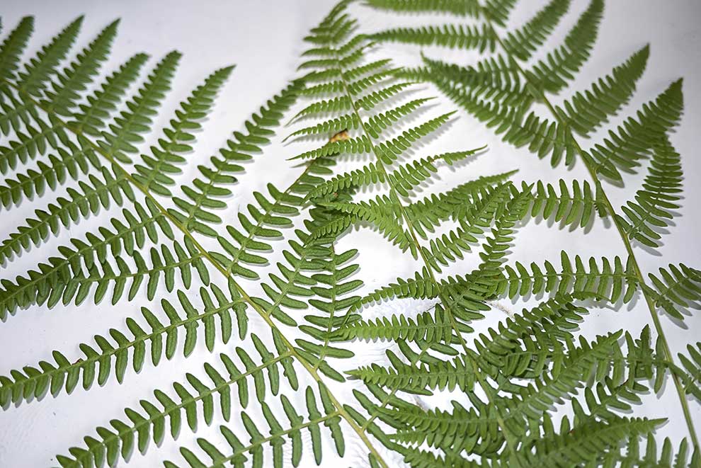 wietlica samicza (Athyrium filix-femina)