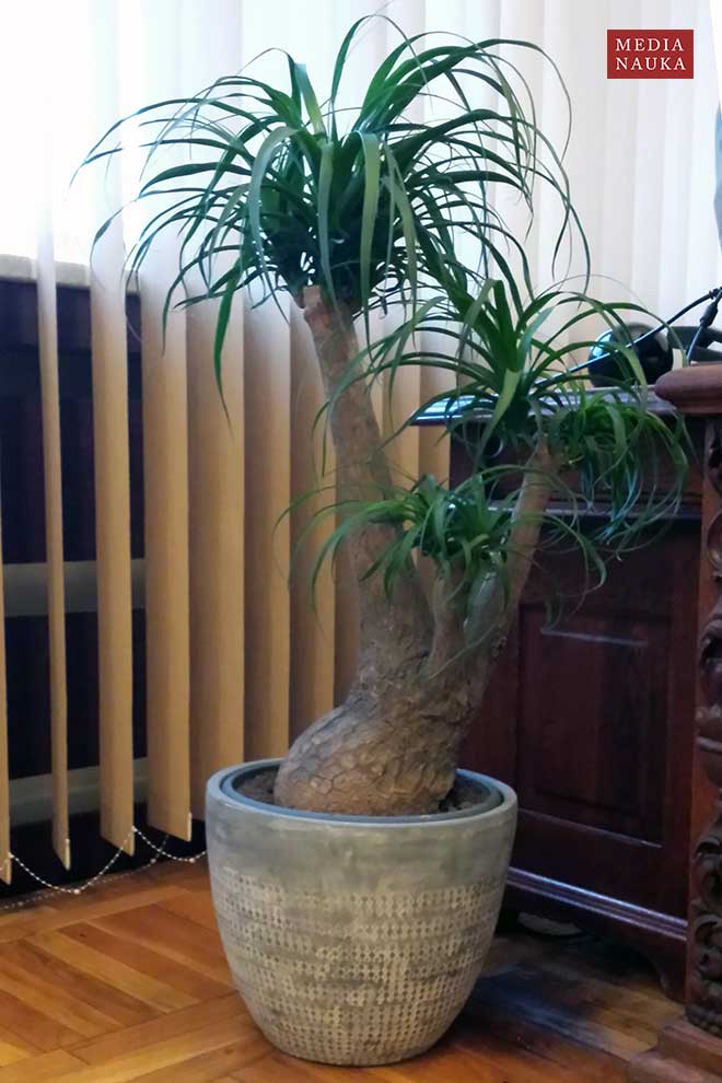 nolina odgięta, noga słonia (Beaucarnea recurvata)