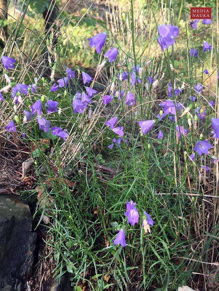dzwonek wąskolistny (Campanula polymorpha)