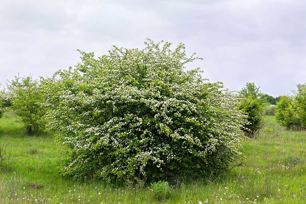głóg jednoszyjkowy (Crataegus monogyna)