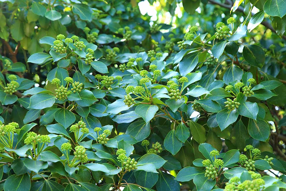 Dendropanax