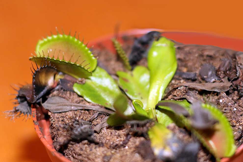 muchołówka amerykańska (Dionaea muscipula)