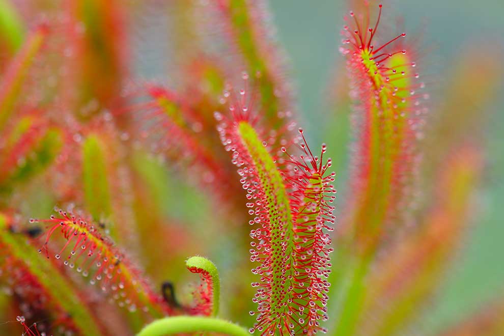 rosiczka przylądkowa (Drosera capensis)