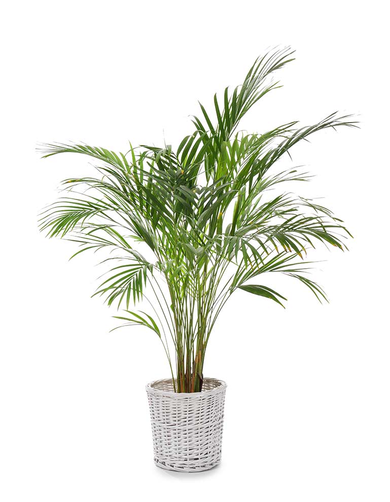 areka żółtawa (Dypsis lutescens)