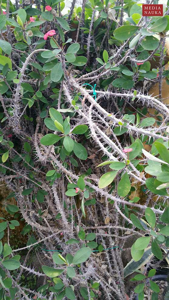 wilczomlecz lśniący, wilczomlecz okazały (Euphorbia milii)