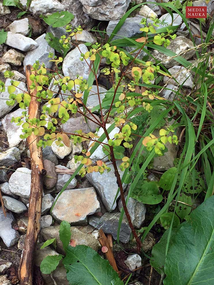 wilczomlecz sztywny (Euphorbia serrulata)