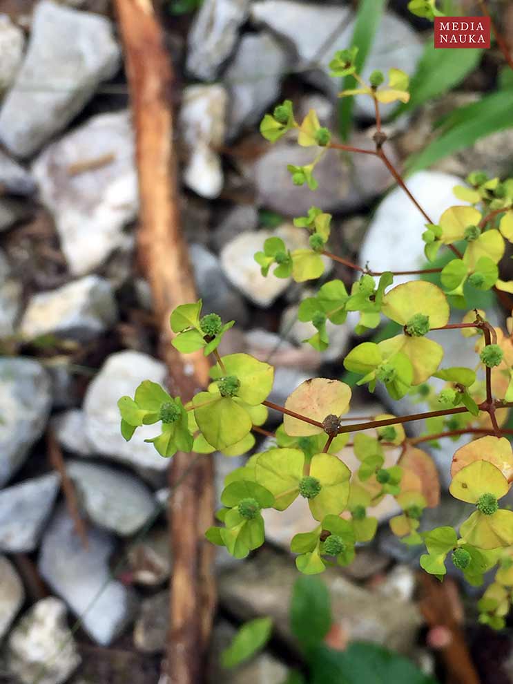 wilczomlecz sztywny (Euphorbia serrulata)