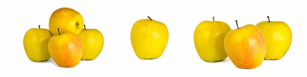 jabłoń domowa (Malus domestica)