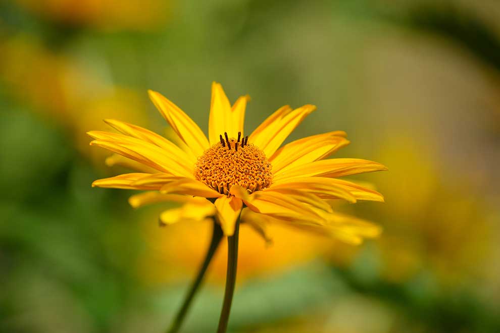 słoneczniczek szorstki (Heliopsis helianthoides)