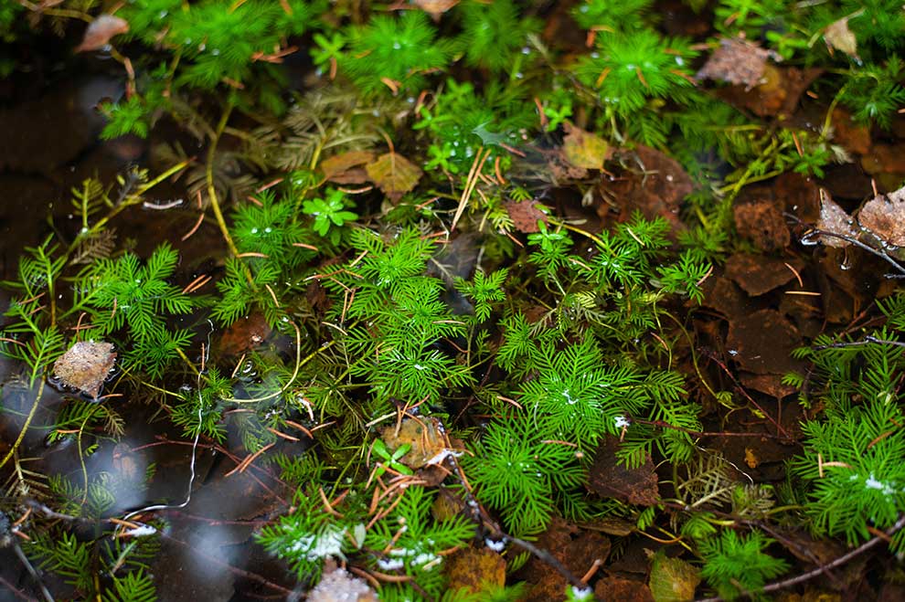 okrężnica bagienna (Hottonia palustris)