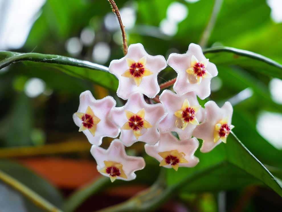 hoja różowa (Hoya carnosa)