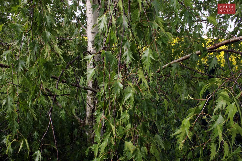 brzoza brodawkowata (Betula pendula)